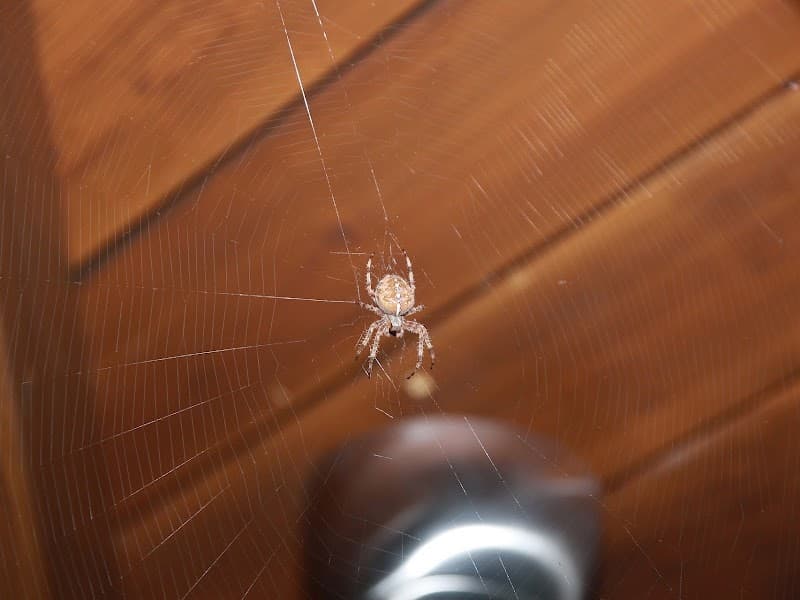 Aussie Pest Inspections pest control work in Millbridge