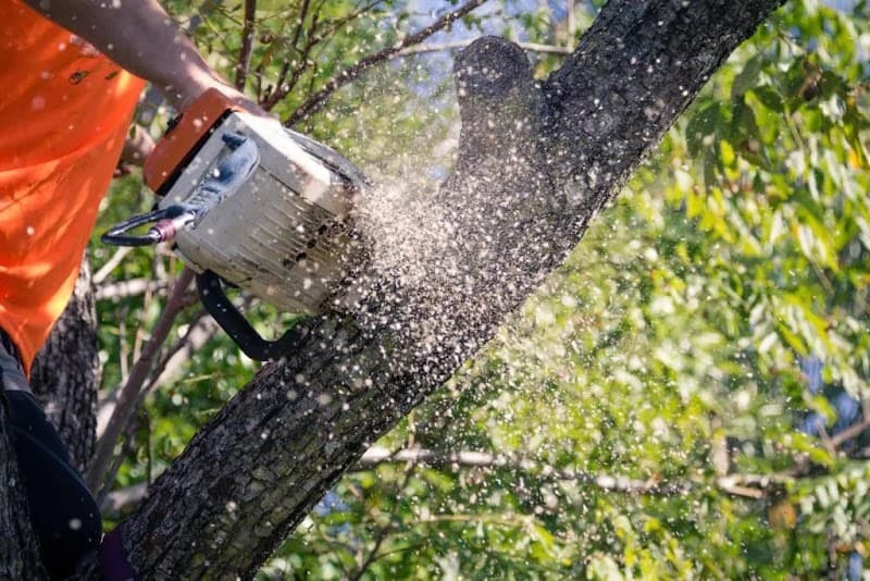 Aussie Tree Lopping Canberra tree services work in Turner