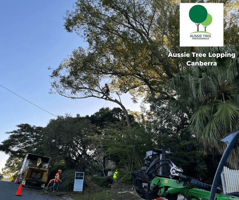 Aussie Tree Lopping Canberra tree services work in Turner