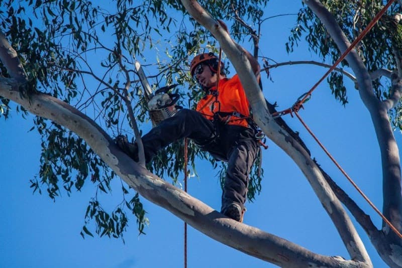 Aussie Tree Lopping Ipswich tree services work in North Booval