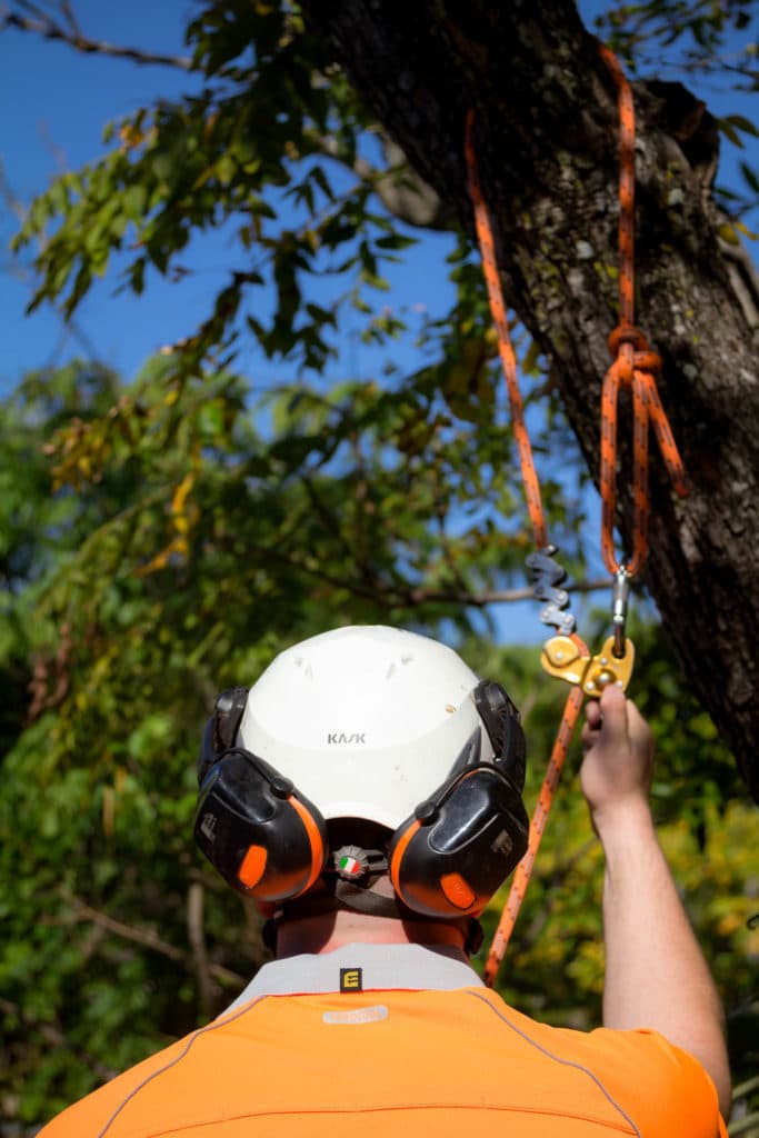 Aussie Tree Lopping Ipswich tree services work in North Booval