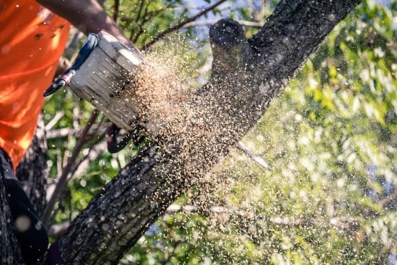 AUSSIE TREE REMOVAL DARWIN tree services work in Wulagi