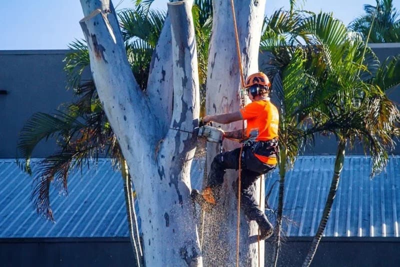 AUSSIE TREE REMOVAL DARWIN tree services work in Wulagi