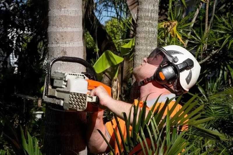 AUSSIE TREE REMOVAL DARWIN tree services work in Wulagi