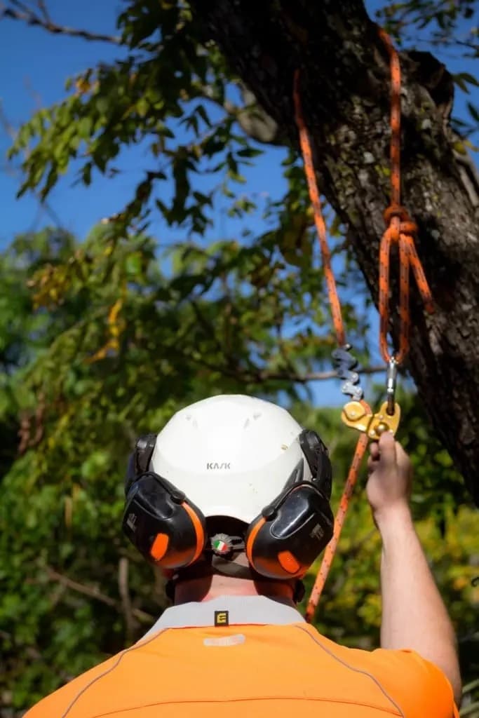 AUSSIE TREE REMOVAL DARWIN tree services work in Wulagi