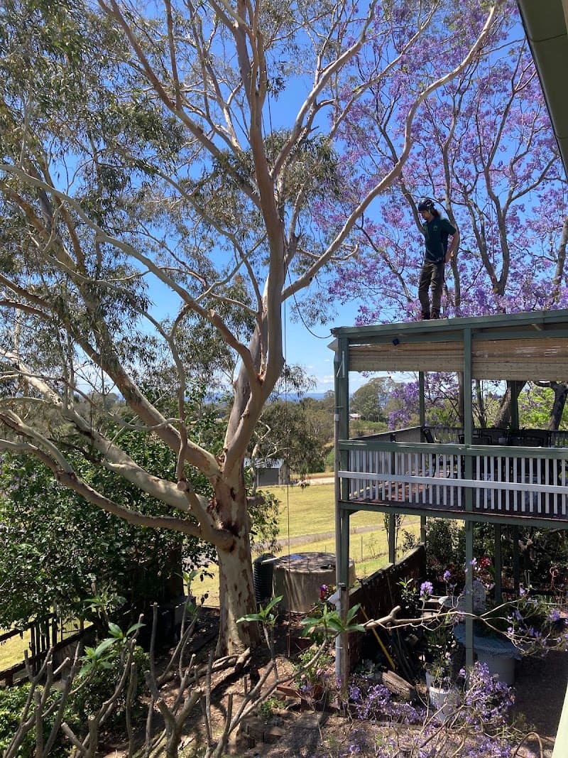 Austin's Tree Contracting tree services work in North Richmond