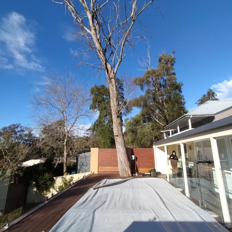 Austin's Tree Contracting tree services work in North Richmond