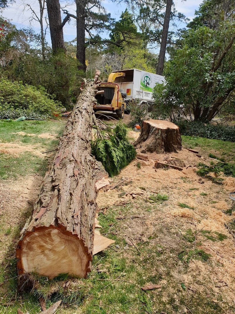 Austin's Tree Contracting tree services work in North Richmond