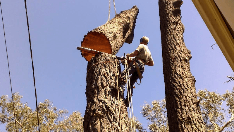 Australian Heritage Tree Works tree services work in Felixstow