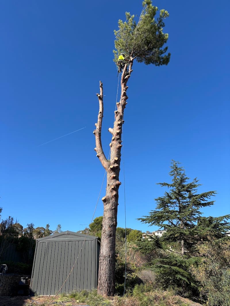 Australian Heritage Tree Works tree services work in Felixstow