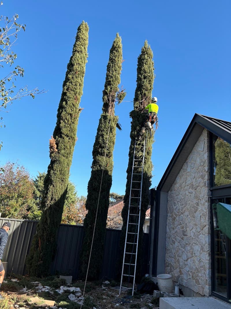 Australian Heritage Tree Works tree services work in Felixstow