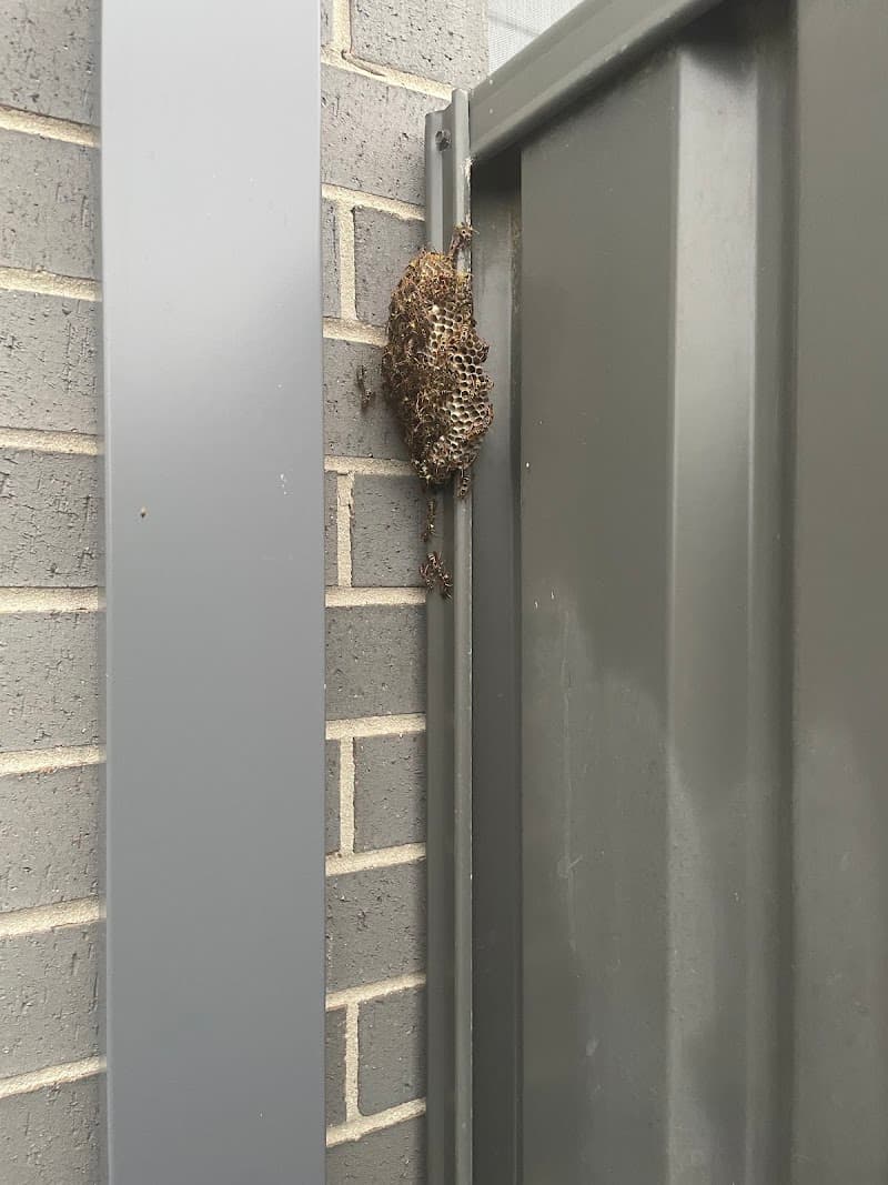 Australian Pest Specialists - Pest Control Central Coast pest control work in Chittaway Bay
