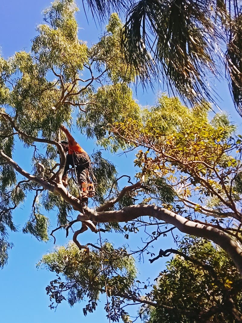 Axe Tree Service tree services work in Round Hill