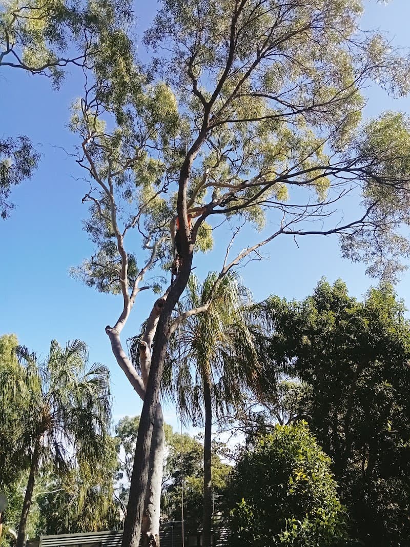 Axe Tree Service tree services work in Round Hill