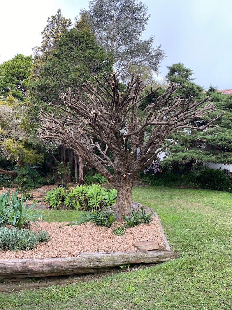 B3landscapes Pty Ltd gardening work in Cambridge Park