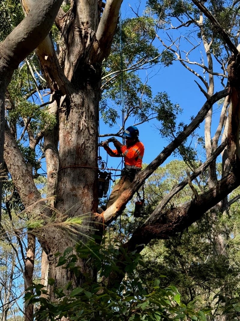 Balanced Tree Care tree services work in Cooks Hill