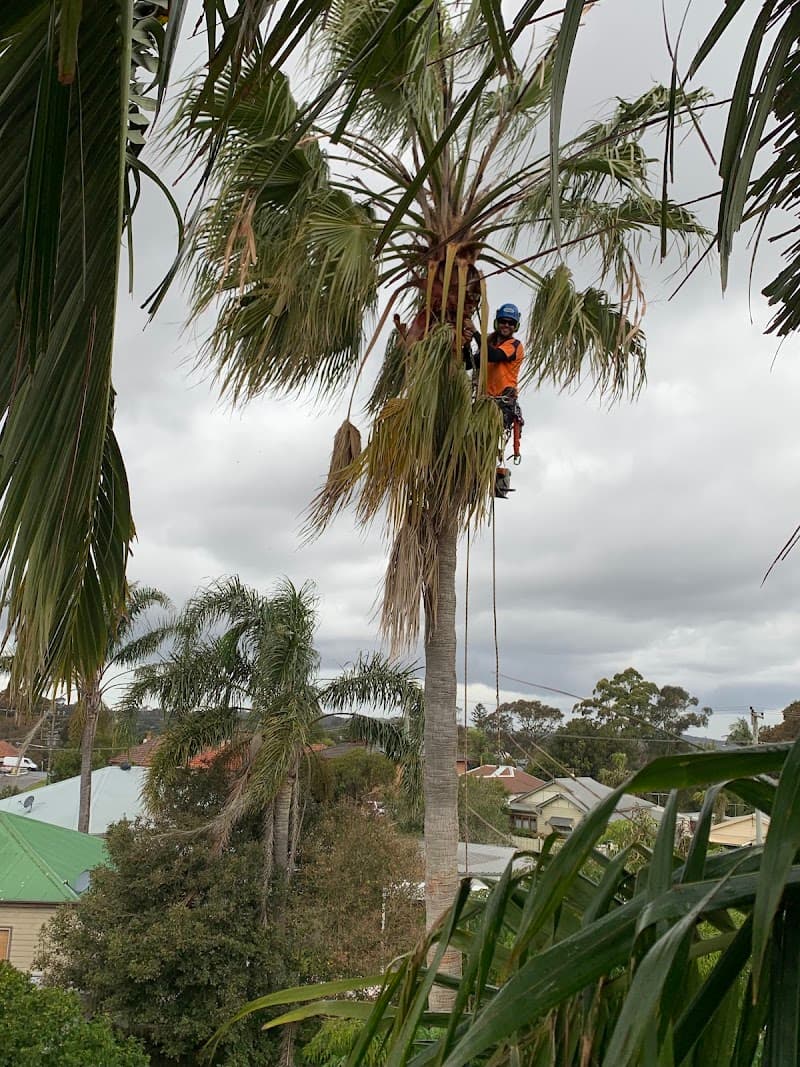 Balanced Tree Care tree services work in Cooks Hill
