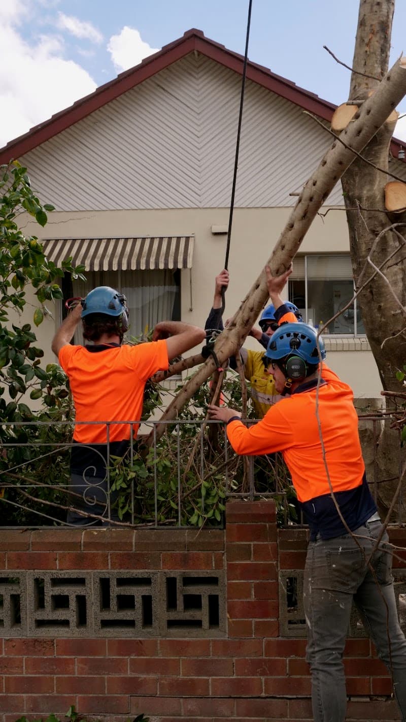 Balanced Tree Care tree services work in Cooks Hill