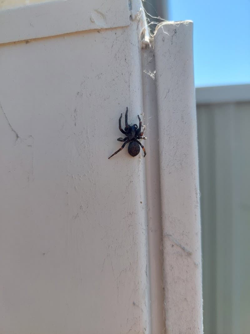 BALDIVIS PEST CONTROL pest control work in null