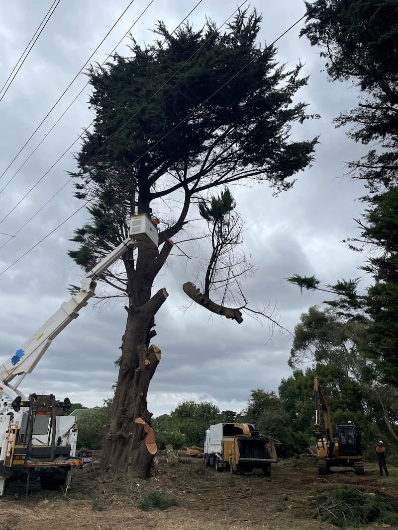 Ballarat Tree Fella tree services work in Delacombe