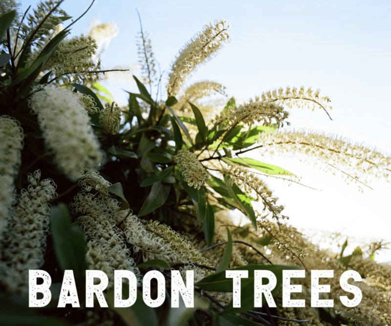 Bardon Trees tree services work in Paddington