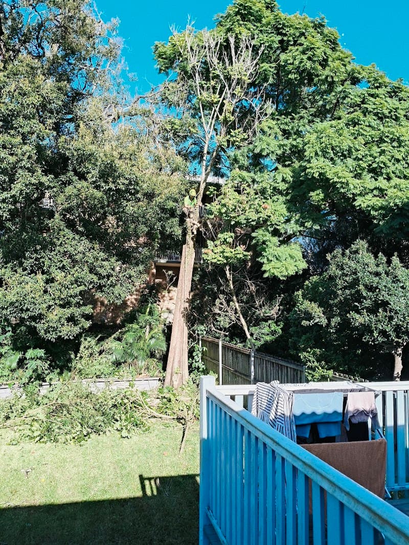Bardon Trees tree services work in Paddington