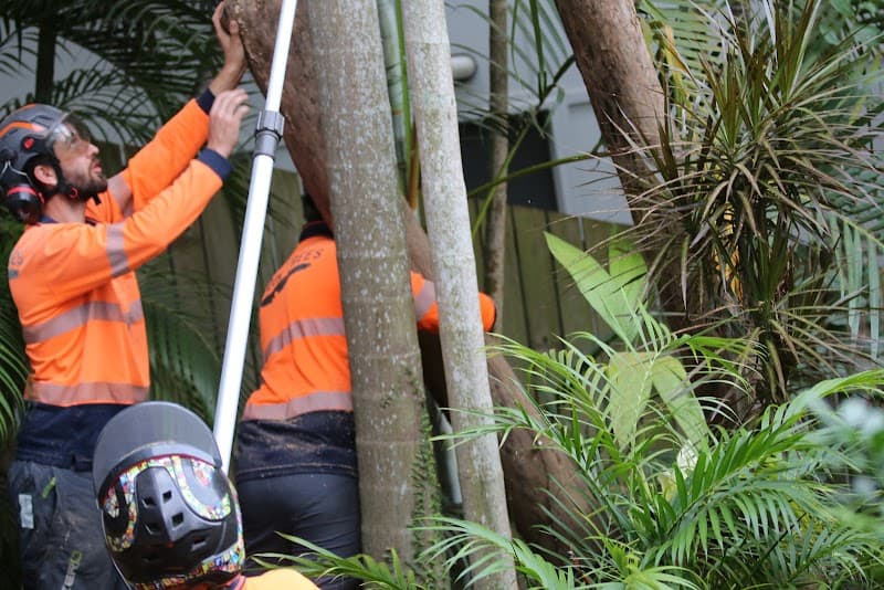 Bardon Trees tree services work in Paddington