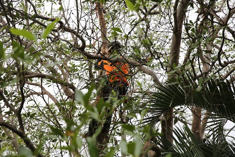 Bardon Trees tree services work in Paddington