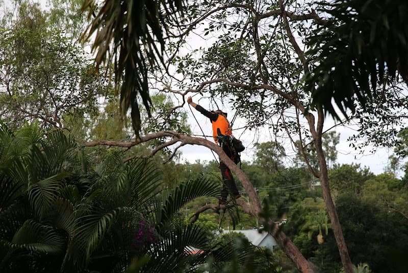 Bardon Trees tree services work in Paddington