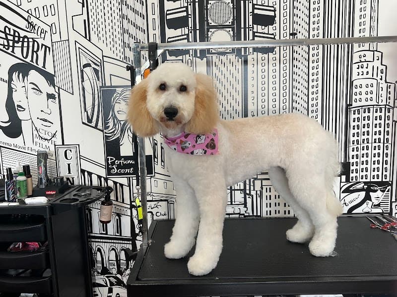 Bark Avenue Dog Grooming dog grooming work in Camp Hill