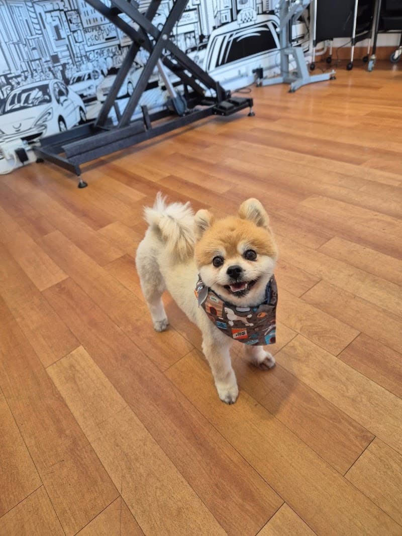 Bark Avenue Dog Grooming dog grooming work in Camp Hill