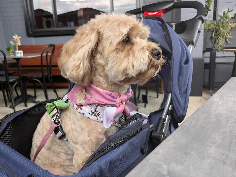 Bark Avenue Dog Grooming dog grooming work in Camp Hill
