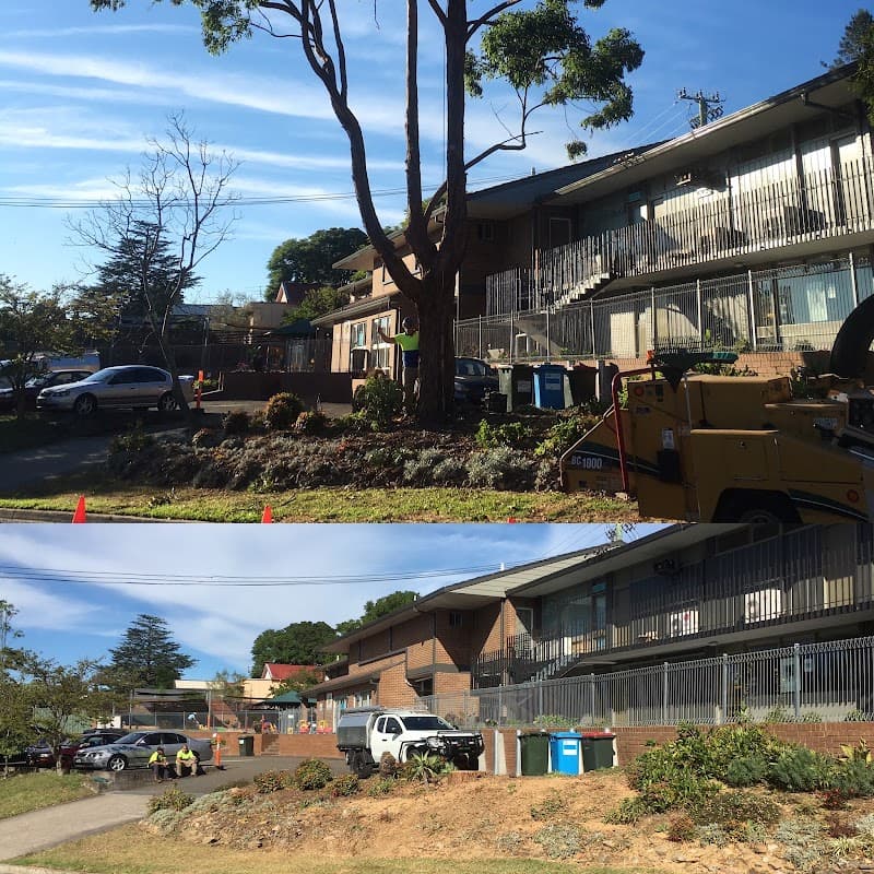 Barker Bros Tree Services tree services work in Springwood