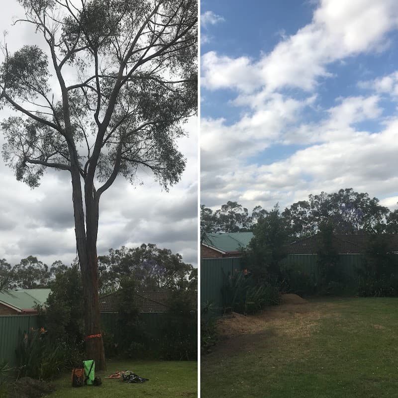 Barker Bros Tree Services tree services work in Springwood