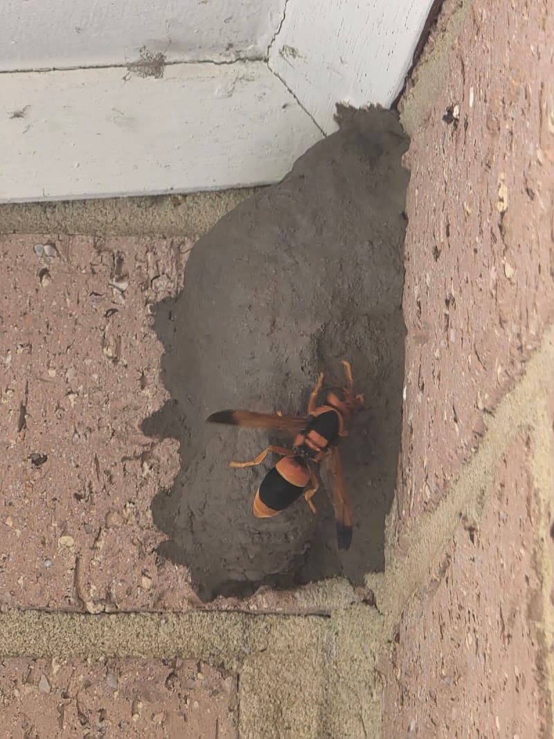 Bay Pest Control pest control work in Hastings