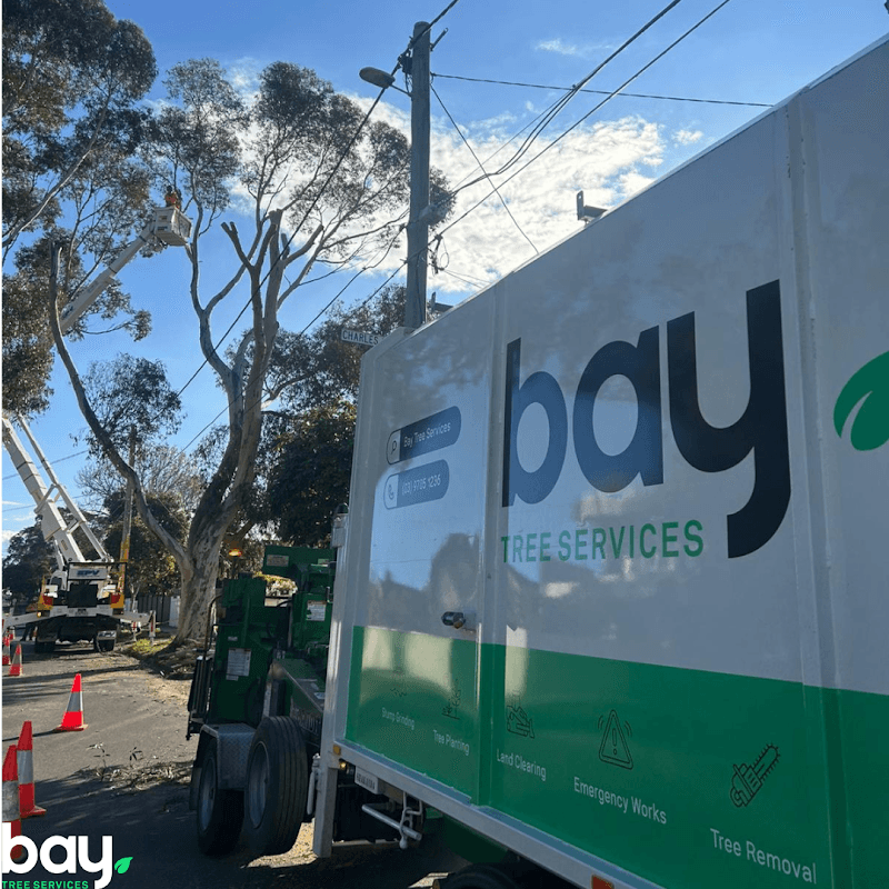 Bay Tree Services tree services work in Carrum Downs