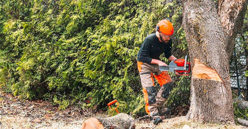Bay Tree Services tree services work in Carrum Downs