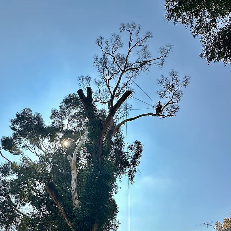Bay Tree Services tree services work in Carrum Downs