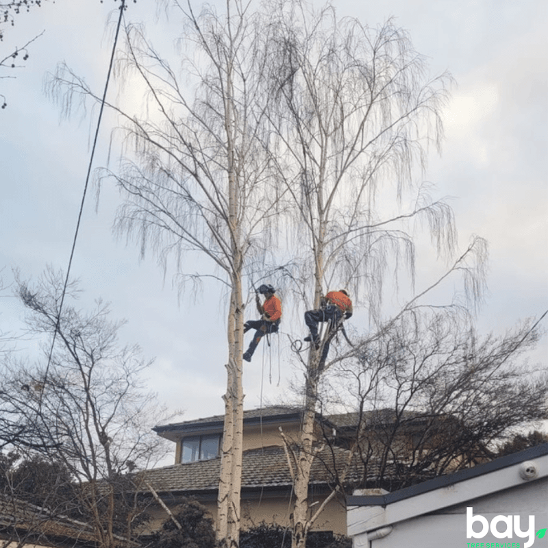 Bay Tree Services tree services work in Carrum Downs