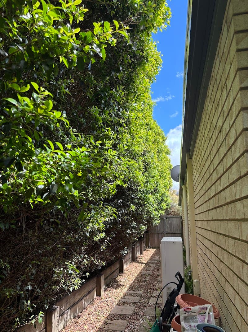 Bayside Trees & Palms tree services work in Thornlands