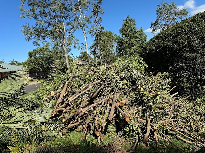 Bayside Trees & Palms tree services work in Thornlands