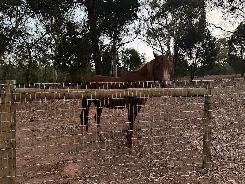 Bazza's Fencing fencing work in Roseworthy
