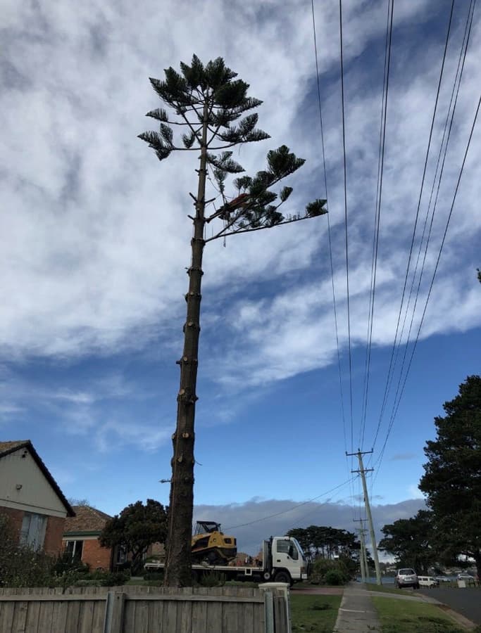 BDS Tree Care Pty Ltd tree services work in Riverside