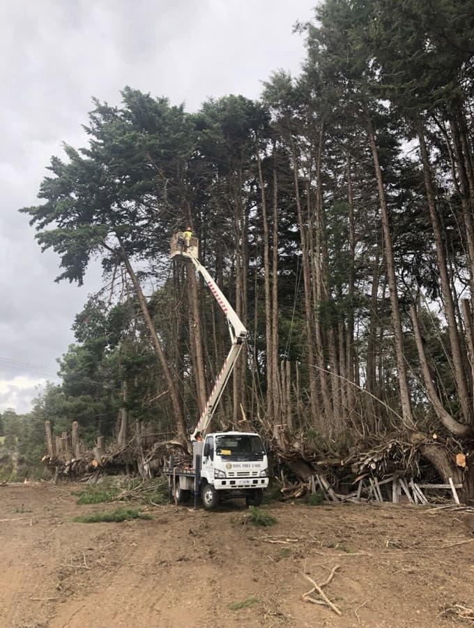 BDS Tree Care Pty Ltd tree services work in Riverside