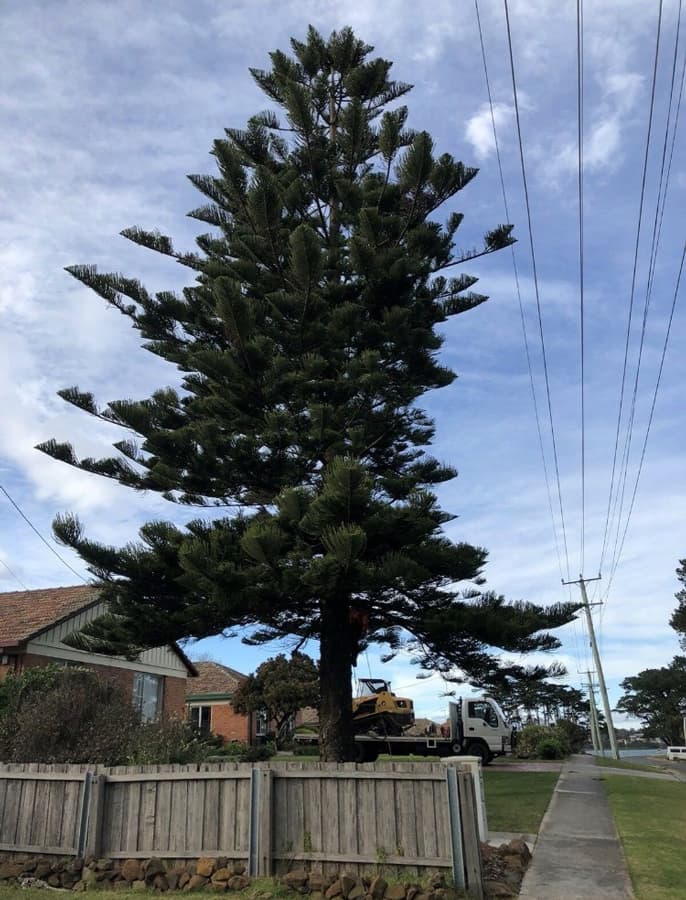 BDS Tree Care Pty Ltd tree services work in Riverside
