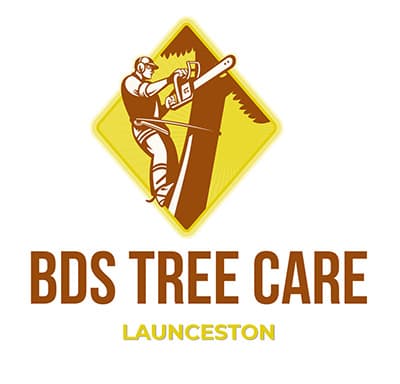 BDS Tree Care Pty Ltd tree services work in Riverside