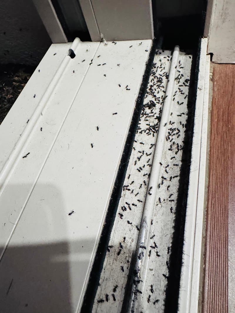 Beaches Pest Control pest control work in North Manly