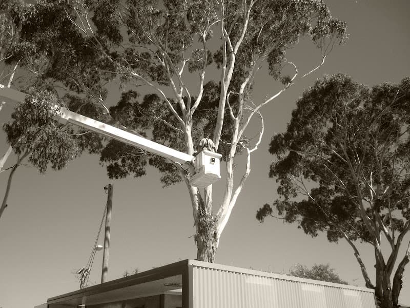 Bellarine Tree Services tree services work in Geelong