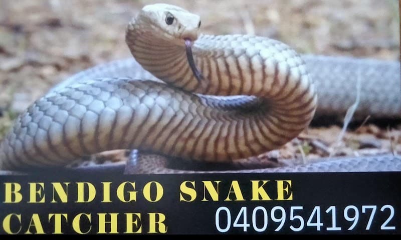 Bendigo Snake Catcher pest control work in Bendigo