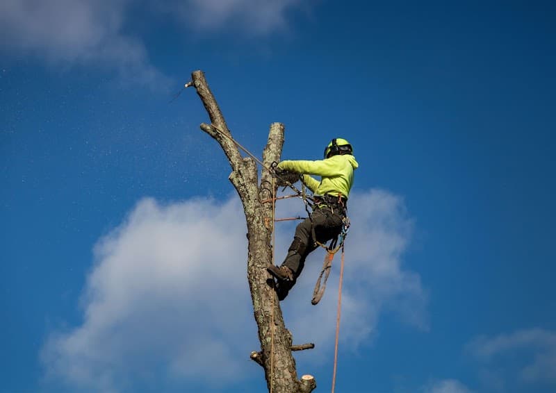 Bendigo Tree Removal Doctor tree services work in Long Gully